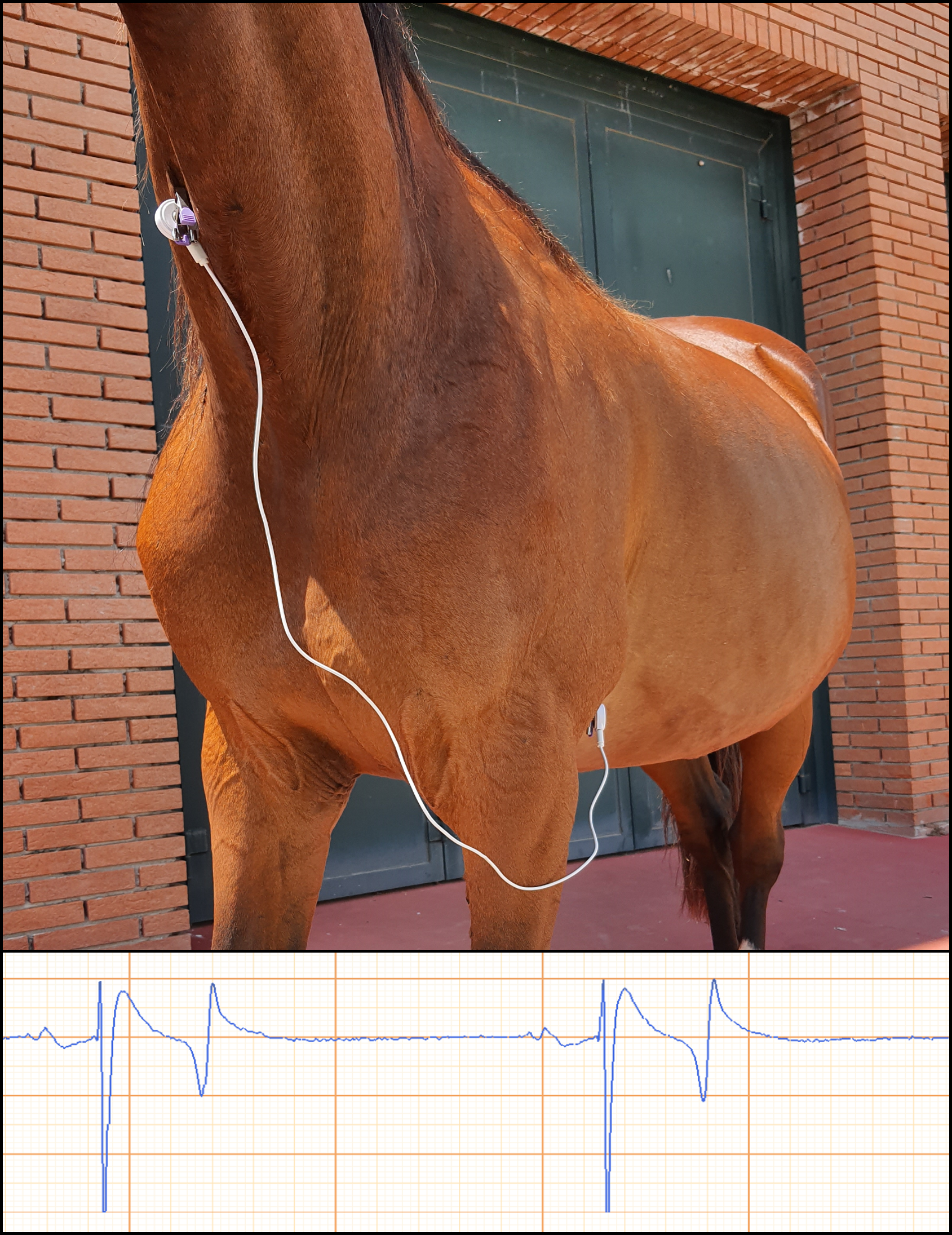 EQUINE CARDIOLOGY ECG