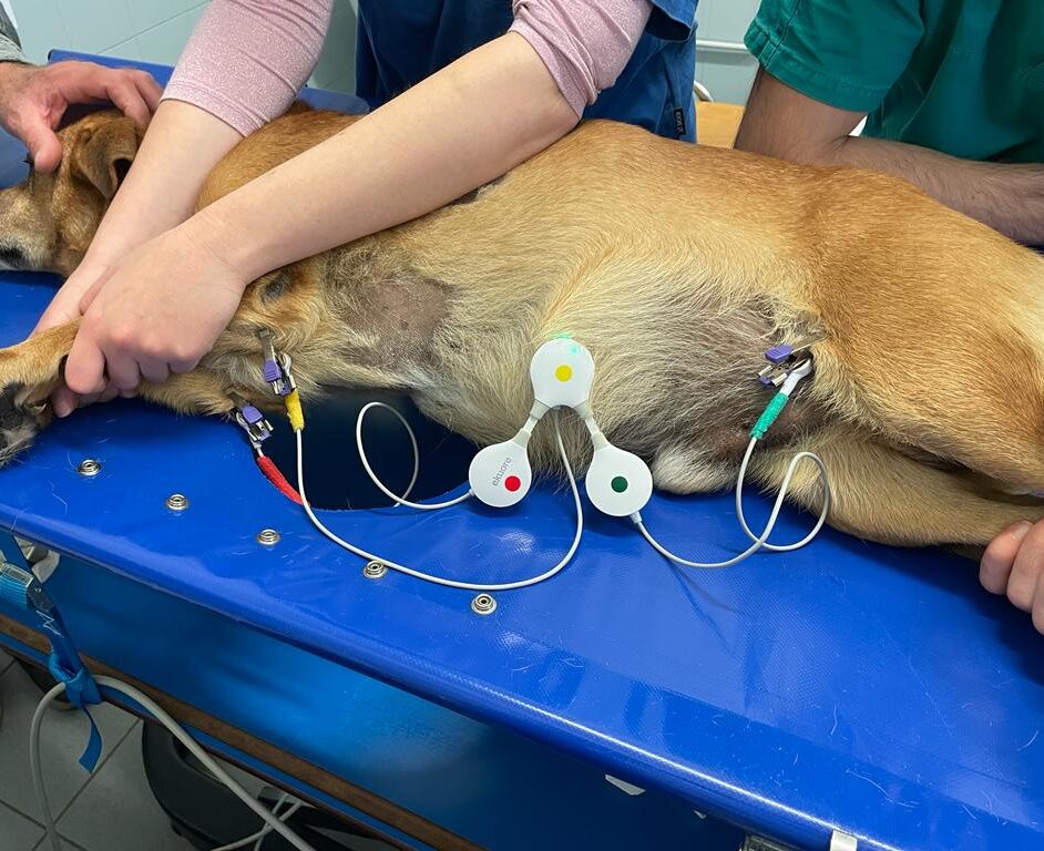 posizionamento ECG cane