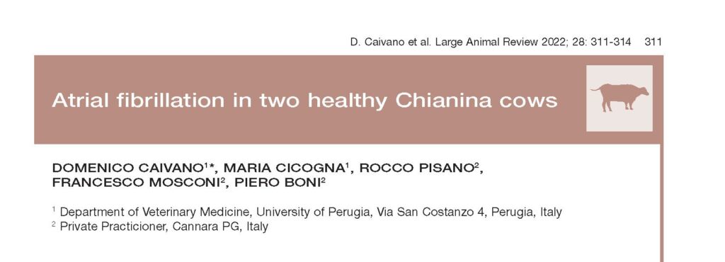 LAR chianina ecg